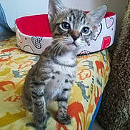 Tigrou participe au concours pour gagner de l'argent avec cette photo : american_shorthair, american_wirehair, asian, australian_mist, california_spangled, carnivore, cat, domestic_short_haired_cat, dragon_li, egyptian_mau, european_shorthair, felidae, german_rex, kitten, mammal, pixie_bob, small_to_medium_sized_cats, tabby_cat, vertebrate, whiskers