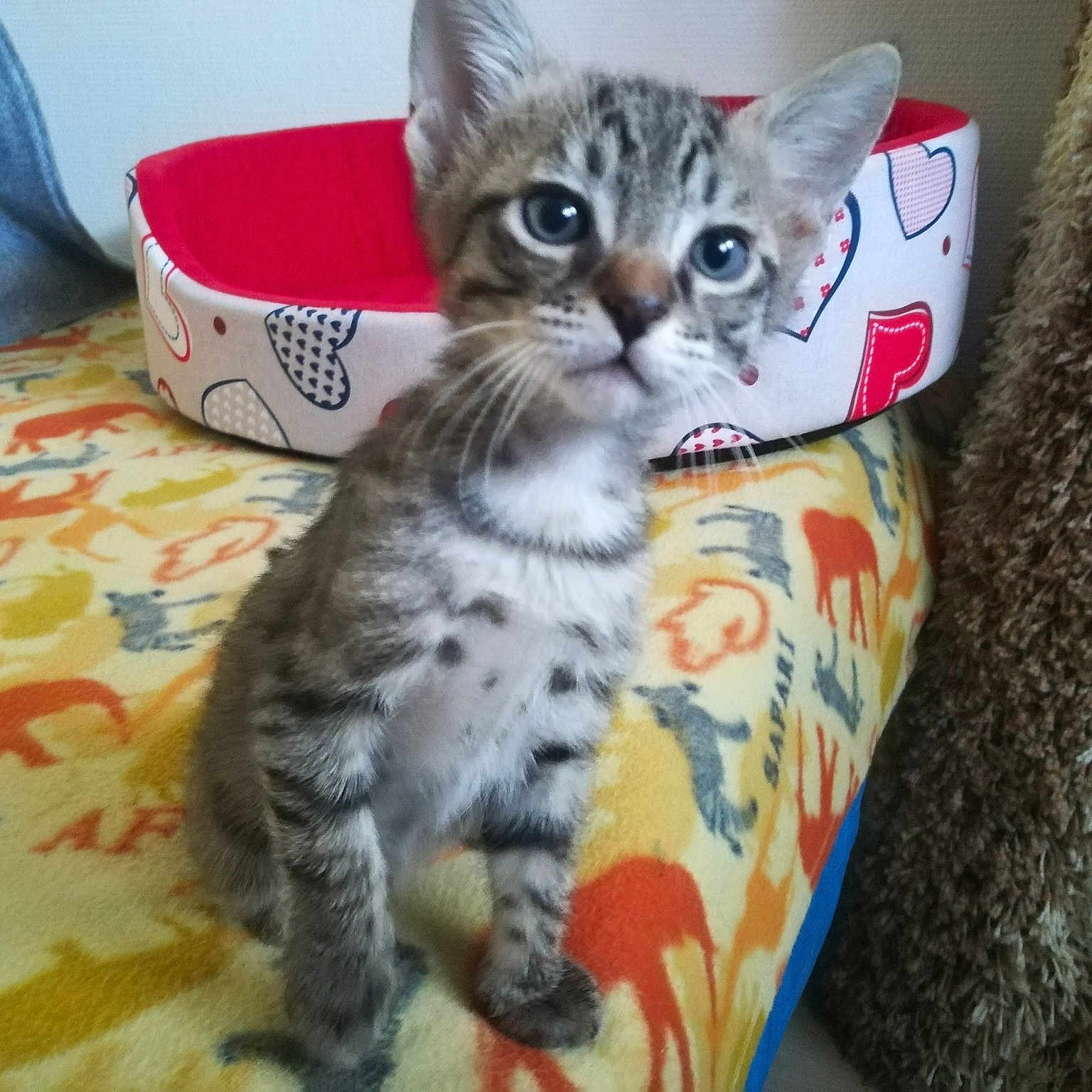 Tigrou