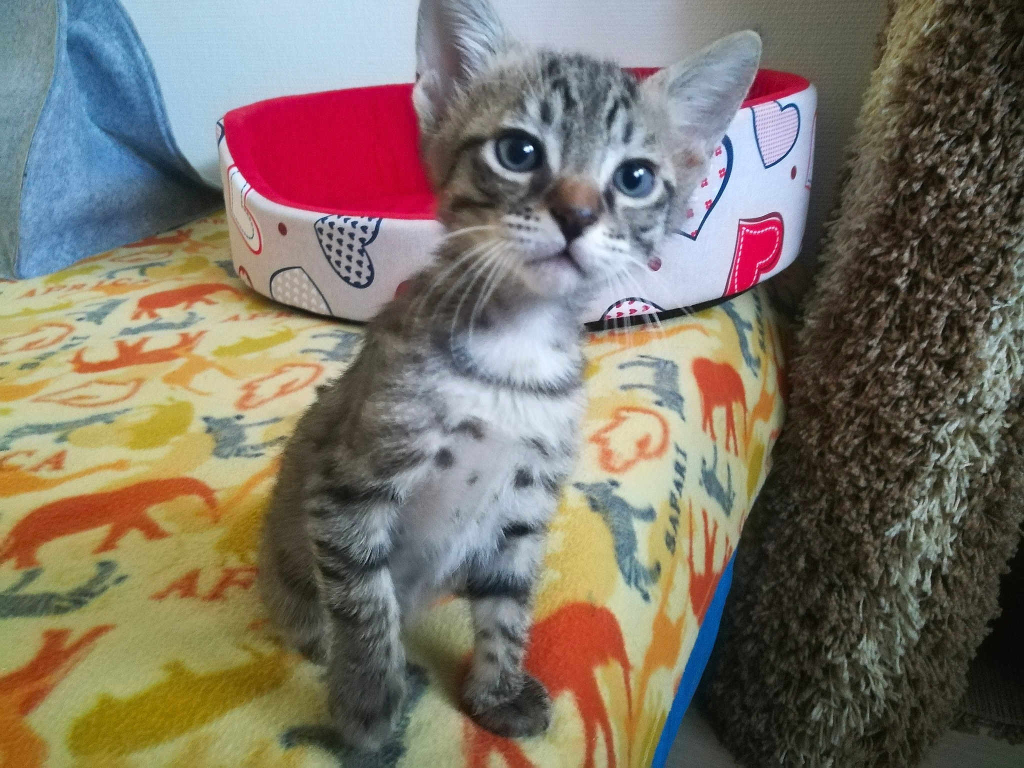 Tigrou