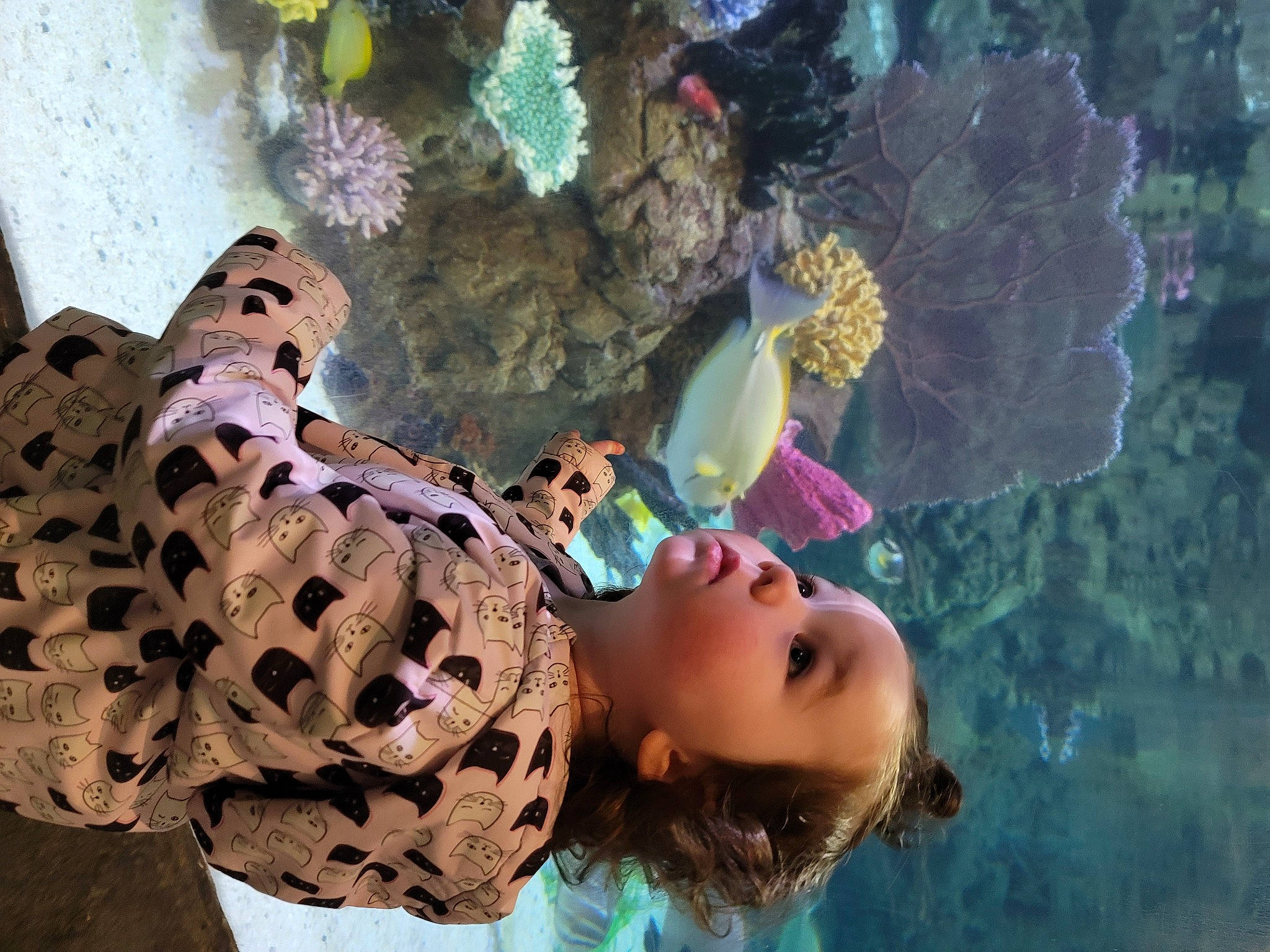 Maisie is registered to the contest to win money with this photo: beauty, coral, coral_reef, fawn, fun, head, leisure, marine_biology, organism, pattern, people, person, photograph, pink, recreation, reef, stony_coral, tree, underwater, vertebrate