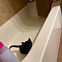 Wednesday is registered to the contest to win money with this photo: alone, animal, bathroom, bathtub, black_cat, curious, curtain, cute, domestic, feline, floor, indoor, kitten, looking_up, pet, playful, shampoo, small, tile, young