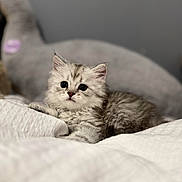 Aylo a rejoint le concours — aidez-le/la à gagner de superbes lots ! animal, bedroom, blanket, cat, comfort, cozy, cute, domestic, fluffy, fur, gray, indoor, kitten, pet, portrait, resting, small, soft, white, young