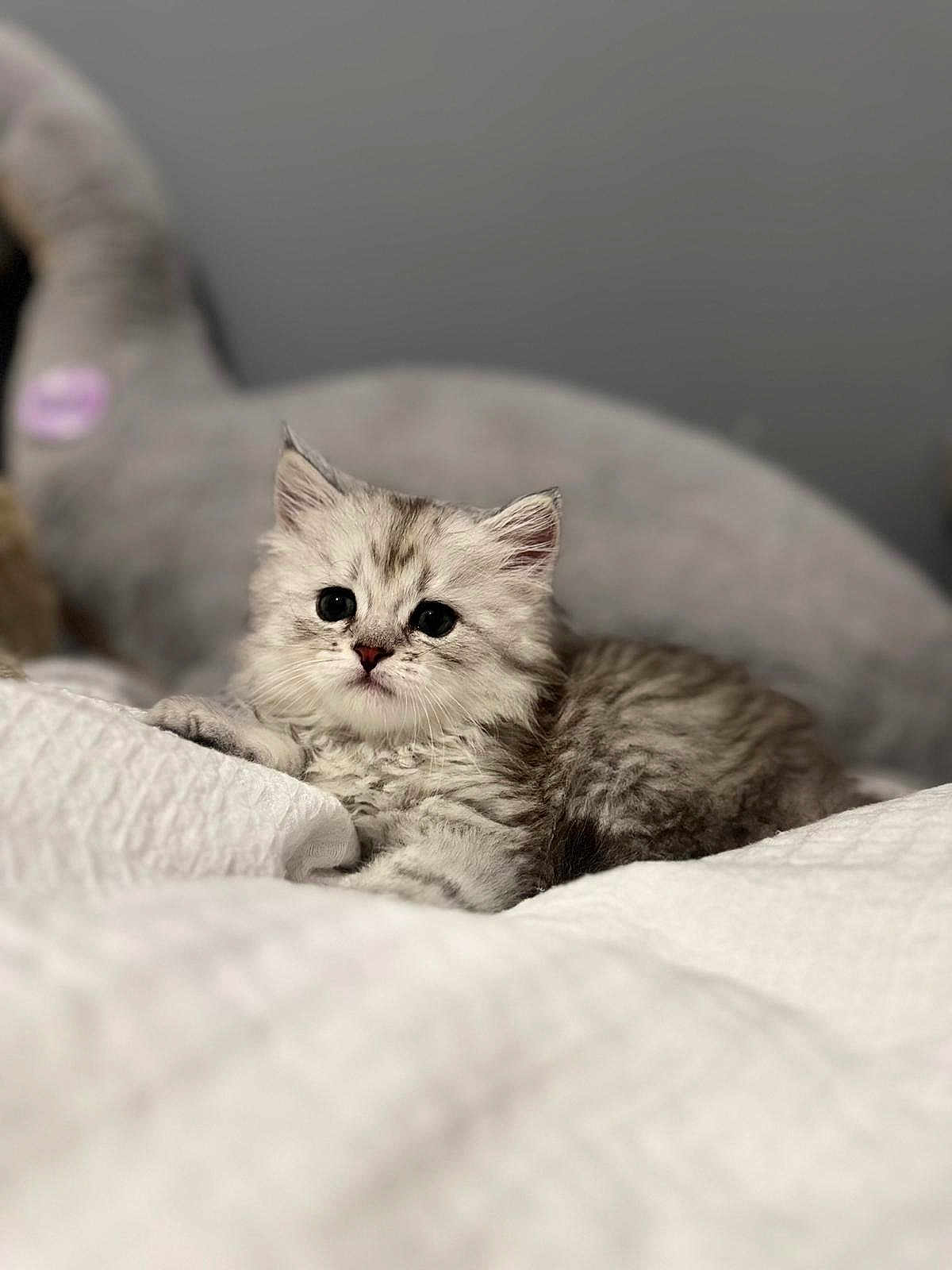 Aylo a rejoint le concours — aidez-le/la à gagner de superbes lots ! animal, bedroom, blanket, cat, comfort, cozy, cute, domestic, fluffy, fur, gray, indoor, kitten, pet, portrait, resting, small, soft, white, young