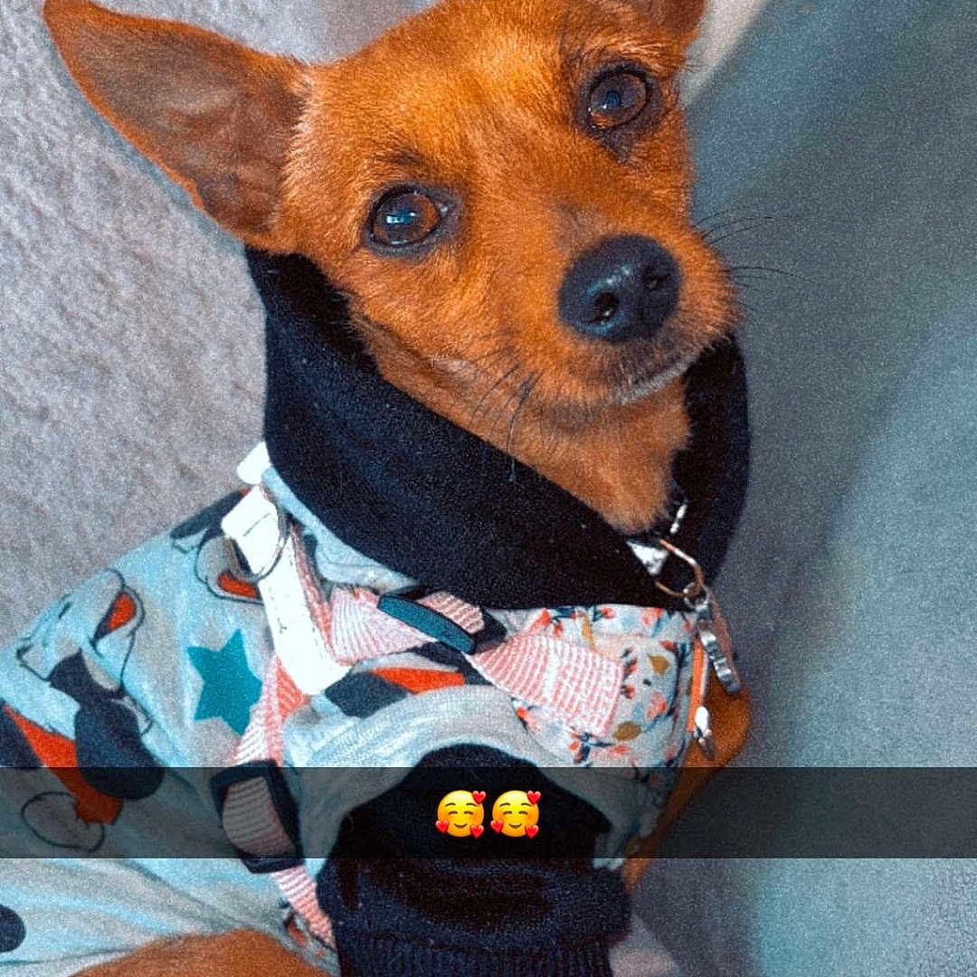 Princesse a rejoint le concours — aidez-le/la à gagner de superbes lots ! accessories, animal, canine, chihuahua, clothing, coat, couch, cushion, dog, face, furniture, hat, head, homedecor, hound, person, pet, photography, puppy, strap
