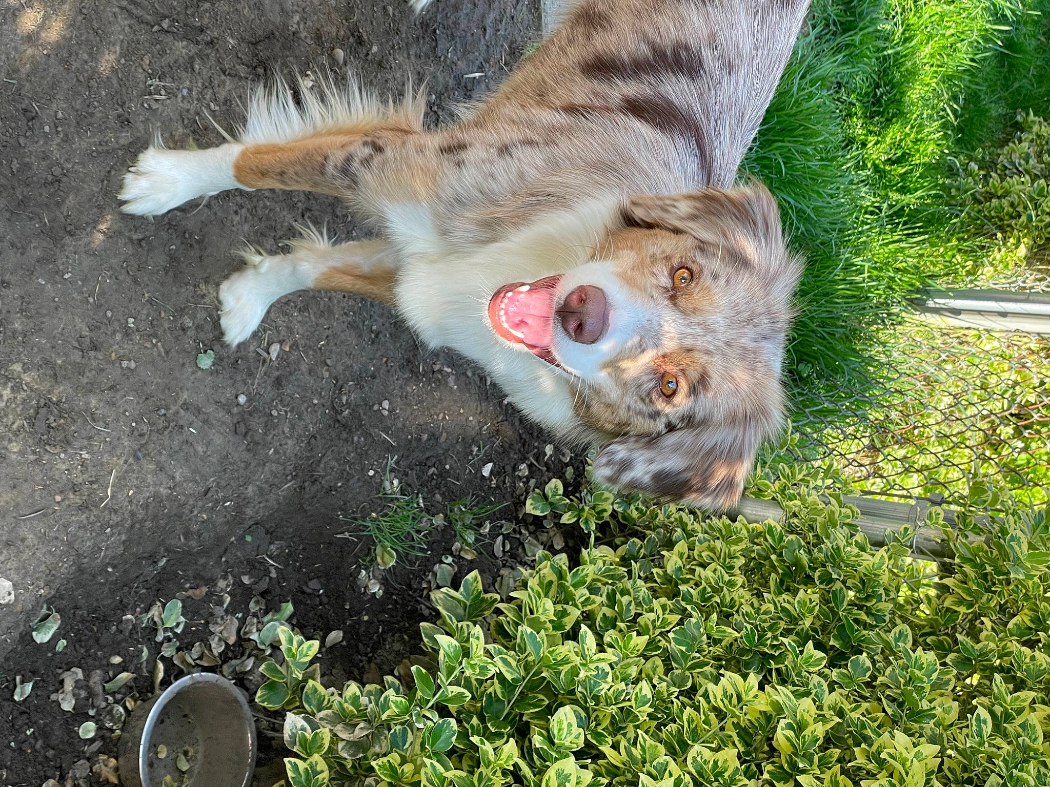 Shenzi joined the competition — help win amazing prizes! beak, bird_of_prey, canidae, carnivore, companion_dog, dog_breed, fawn, felidae, grass, groundcover, organism, plant, small_to_medium_sized_cats, snout, soil, sporting_group, tail, terrestrial_animal, vertebrate, whiskers