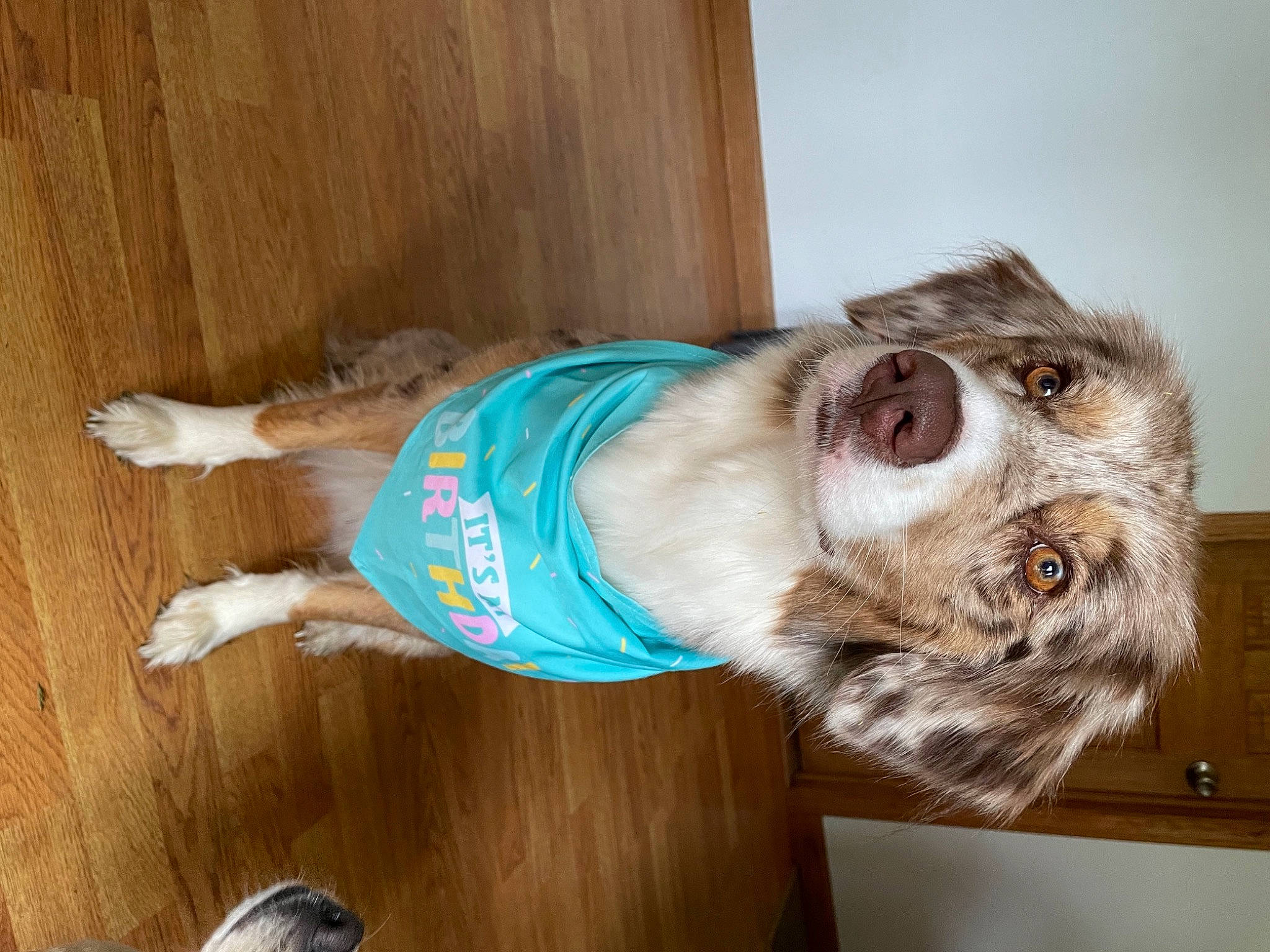 Shenzi is registered to the contest to win money with this photo: canidae, carnivore, comfort, companion_dog, dog, dog_breed, fawn, flooring, fur, hardwood, liver, snout, sporting_group, tail, varnish, whiskers, wood, wood_stain, working_animal, wrinkle