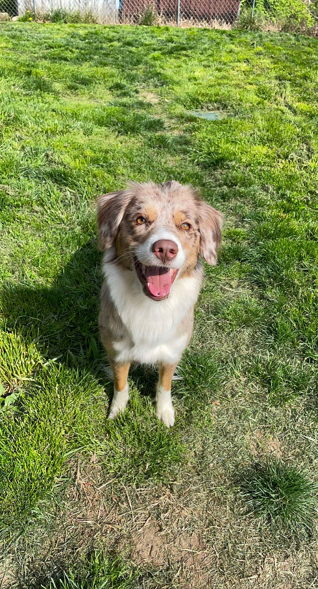 Shenzi is registered to the contest to win money with this photo: canidae, carnivore, companion_dog, dog, dog_breed, grass, groundcover, herbaceous_plant, plant, snout, sporting_group, terrestrial_animal, working_dog