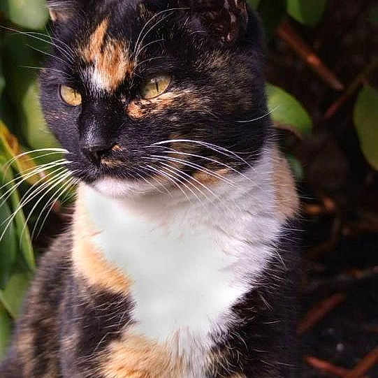 Bella