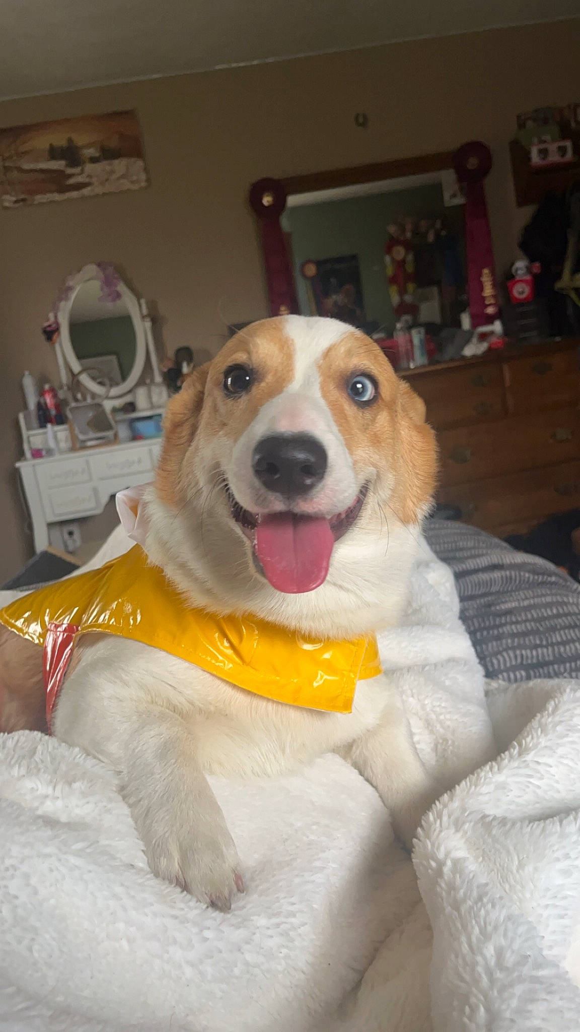 Squid is registered to the contest to win money with this photo: ball, canidae, carnivore, collar, companion_dog, dog, dog_breed, dog_supply, fawn, fur, hound, paw, picture_frame, retriever, sitting, smile, snout, sporting_group, welsh_corgi, whiskers