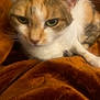cat, calico, close_up, pet, animal, feline, whiskers, blanket, cozy, fur, indoor, resting, cute, soft_texture, brown, white, orange, relaxed, domestic_animal, sleepy
