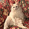 animal, cat, chair, comfort, cozy, cute, domestic, feline, floral_pattern, fluffy, fur, home, indoor, looking_at_camera, pet, quilted, relaxed_pose, resting, sitting, white_cat