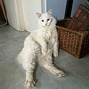 Blossom is registered to the contest to win money with this photo: cat, white_cat, fluffy, relaxed, indoor, floor, basket, wicker, pet, feline, animal, cute, sitting, looking, ears, paws, fur, home, curious, calm