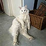 cat, white_cat, fluffy, relaxed, indoor, floor, basket, wicker, pet, feline, animal, cute, sitting, looking, ears, paws, fur, home, curious, calm