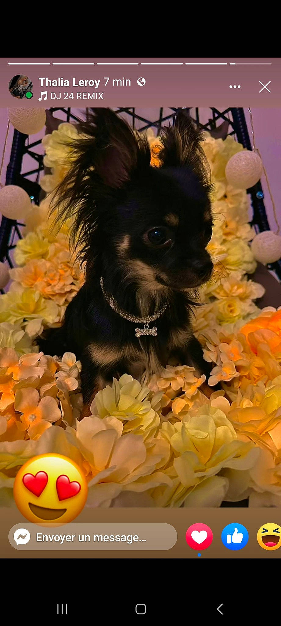 Gucci a rejoint le concours — aidez-le/la à gagner de superbes lots ! art, artificial_flower, canidae, carnivore, companion_dog, cut_flowers, dog, dog_breed, event, fawn, flower, flower_arranging, flowering_plant, petal, plant, sporting_group, sunglasses, toy_dog, whiskers, working_animal