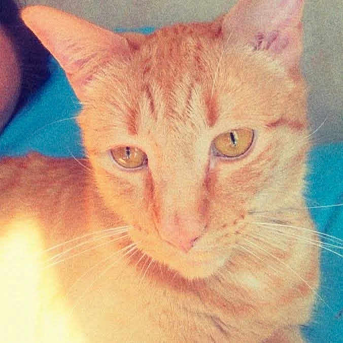 Friskeoux joined the competition — help win amazing prizes! animal, blue_background, cat, close_up, cute, domestic_cat, ears, face, feline, fur, indoor, orange_tabby, pet, portrait, resting, soft_light, warm_tone, whiskers, yellow_eyes