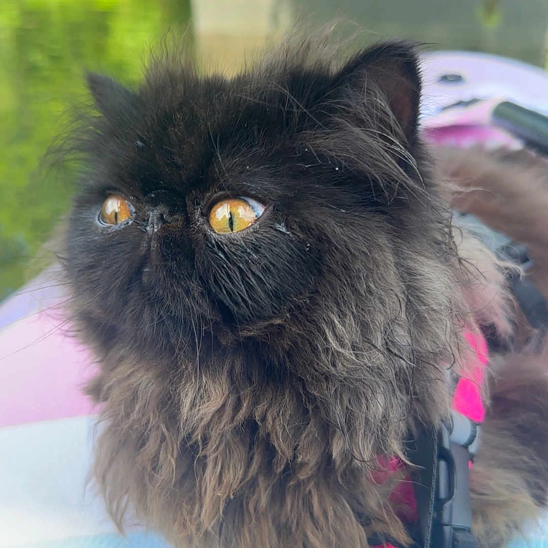 Bear is registered to the contest to win money with this photo: animal, background_blur, black_cat, cat, close_up, curious, daylight, fluffy, fur, greenery, harness, leash, nature, outdoor, pet, portrait, texture, water, whiskers, yellow_eyes