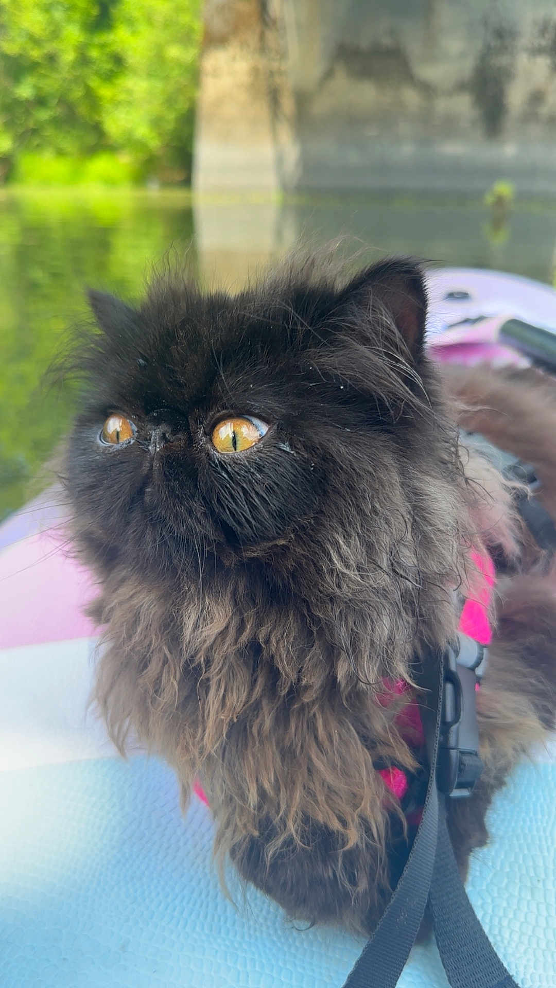 Bear is registered to the contest to win money with this photo: cat, fluffy, black_cat, yellow_eyes, pet, harness, leash, outdoor, curious, close_up, fur, animal, nature, greenery, water, texture, portrait, daylight, background_blur, whiskers