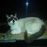 Malibu a rejoint le concours — aidez-le/la à gagner de superbes lots ! cat, fluffy, puzzle_pieces, cardboard, dark_background, pet, animal, feline, lying_down, tail, white_fur, brown_markings, indoor, close_up, domestic_cat, resting, whiskers, ears, face, cute