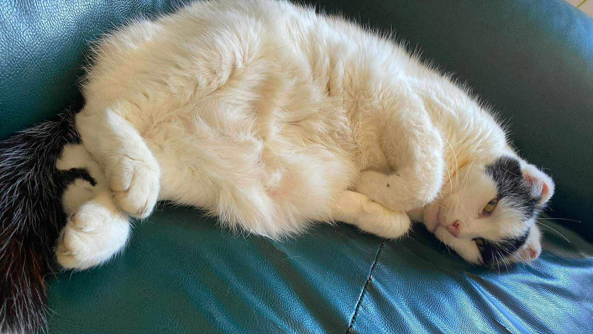 Kiki a rejoint le concours — aidez-le/la à gagner de superbes lots ! cat, feline, pet, white_fur, black_fur, relaxed, lounging, couch, leather, indoor, cute, animal, sleepy, whiskers, paw, fur, tail, resting, cozy, domestic