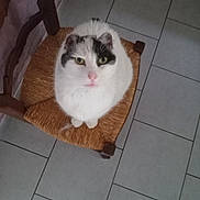 Kiki participe au concours pour gagner de l'argent avec cette photo : cat, white_cat, black_markings, chair, woven_chair, indoor, floor_tiles, pet, feline, looking_up, curious, sitting, domestic_animal, fur, whiskers, pink_nose, green_eyes, wooden_chair, home, cozy