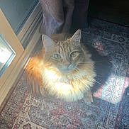 Winnie is registered to the contest to win money with this photo: cat, orange_cat, fluffy, sunlight, rug, patterned_rug, curtains, indoor, pet, feline, cozy, animal, looking_up, whiskers, ears, fur, home, daylight, relaxing, window
