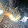 cat, orange_cat, fluffy, sunlight, rug, patterned_rug, curtains, indoor, pet, feline, cozy, animal, looking_up, whiskers, ears, fur, home, daylight, relaxing, window