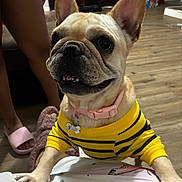 Sugar is registered to the contest to win money with this photo: dog, french_bulldog, yellow_sweater, indoor, flooring, person, slippers, paws, ears, teeth, collar, tag, wood_floor, cozy, pet, cute, smiling, animal, mammal, apparel