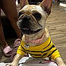 dog, french_bulldog, yellow_sweater, indoor, flooring, person, slippers, paws, ears, teeth, collar, tag, wood_floor, cozy, pet, cute, smiling, animal, mammal, apparel