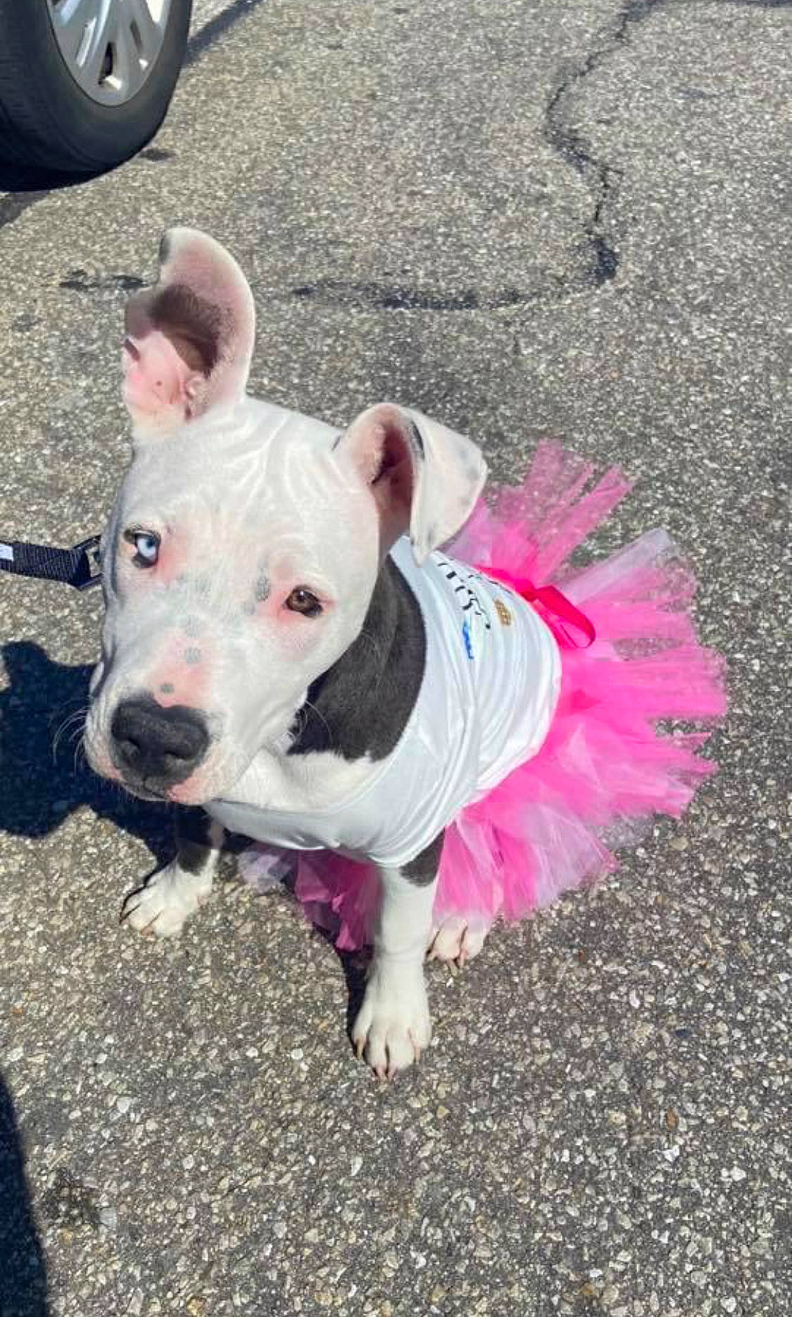 Skylar joined the competition — help win amazing prizes! asphalt, automotive_tire, canidae, carnivore, collar, companion_dog, dog, dog_breed, dog_clothes, dog_collar, dog_supply, fawn, hubcap, pink, road_surface, snout, sporting_group, tire, wheel, working_animal