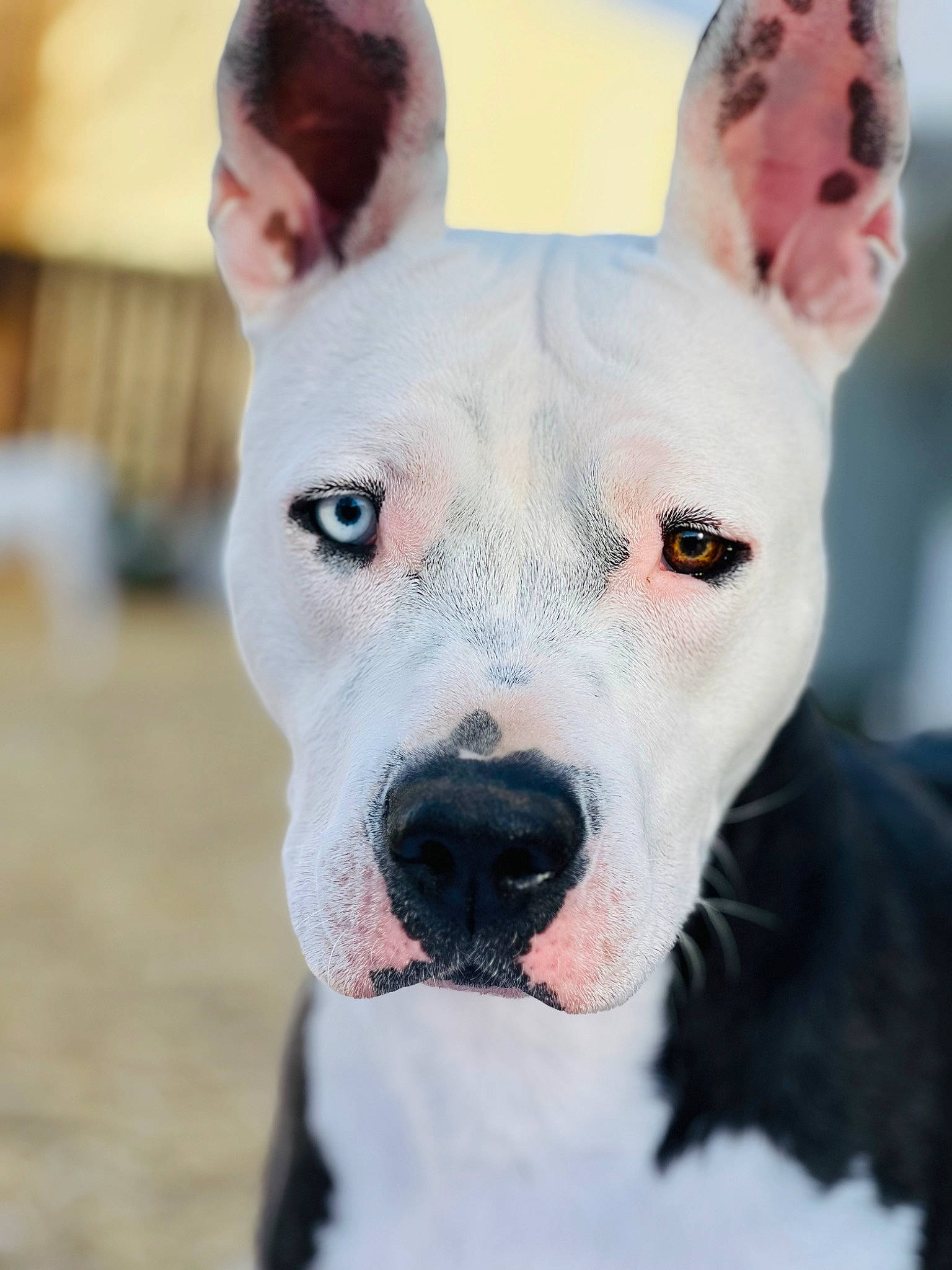 Skylar joined the competition — help win amazing prizes! ancient_dog_breeds, bull_terrier, bull_terrier_miniature, canidae, carnivore, collar, companion_dog, dog, dog_breed, dog_collar, ear, fawn, fur, old_english_terrier, snout, snow, sporting_group, whiskers, working_animal, working_dog