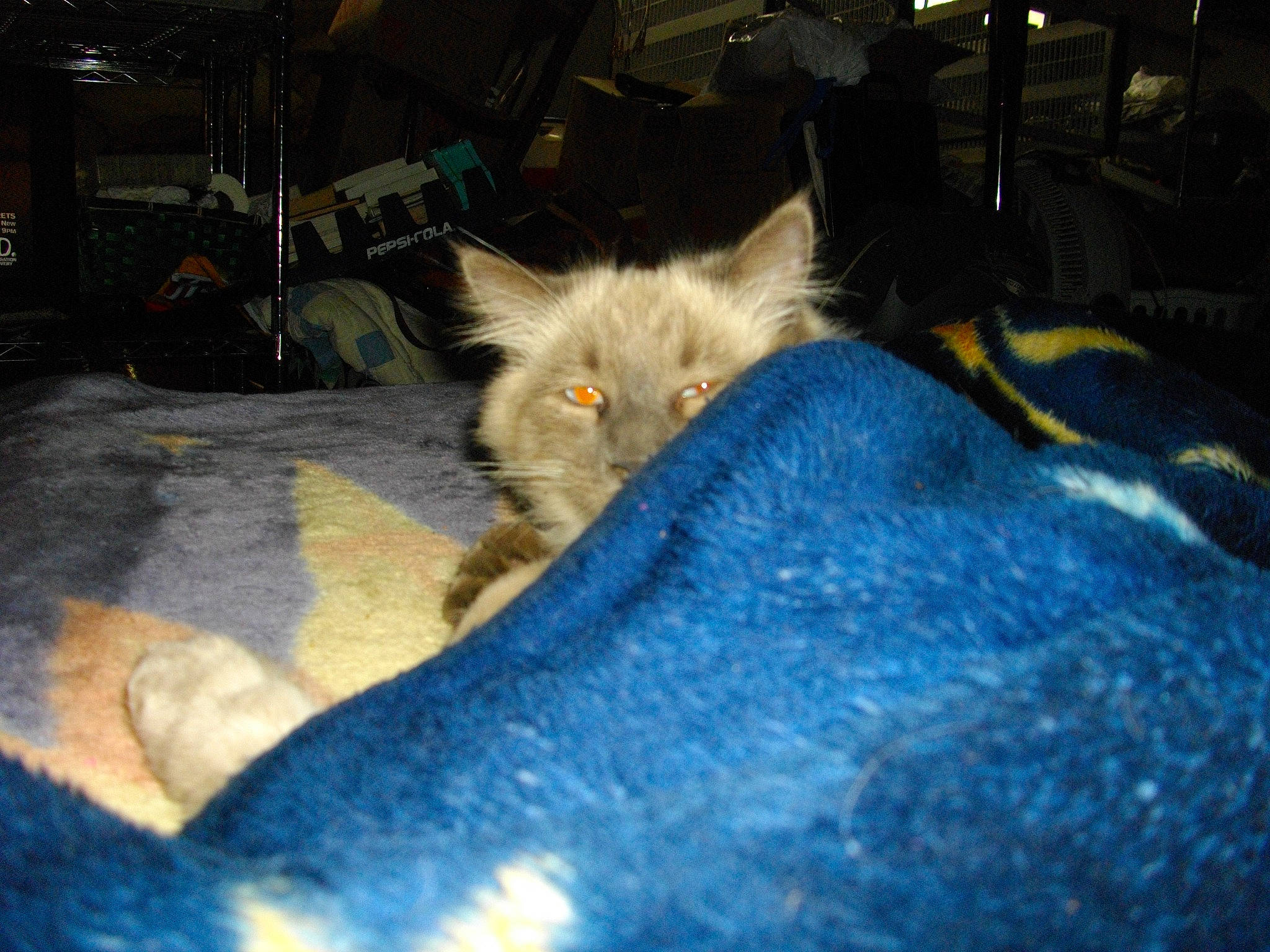 Doobie joined the competition — help win amazing prizes! british_longhair, carnivore, cat, chair, claw, comfort, domestic_short_haired_cat, electric_blue, fawn, felidae, flooring, fur, grey, russian_blue, small_to_medium_sized_cats, tail, whiskers