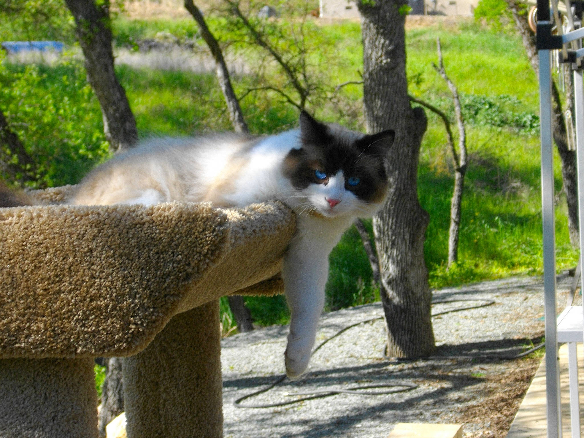 Scruffy is registered to the contest to win money with this photo: botany, branch, carnivore, cat, domestic_short_haired_cat, fawn, felidae, fur, grass, outdoor_furniture, plant, shade, small_to_medium_sized_cats, snout, tail, tree, trunk, whiskers, wood, woody_plant