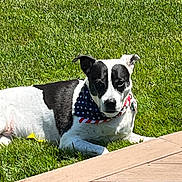Liberty joined the competition — help win amazing prizes! animal, bandana, black_and_white, canine, collar, companion, daylight, dog, domestic_animal, grass, greenery, lying_down, nature, outdoor, paw, pet, relaxed, summer, sunny, wooden_deck