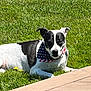 animal, bandana, black_and_white, canine, collar, companion, daylight, dog, domestic_animal, grass, greenery, lying_down, nature, outdoor, paw, pet, relaxed, summer, sunny, wooden_deck