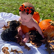 Joely joined the competition — help win amazing prizes! baby, puppy, pumpkin, autumn, fall, leaves, bow, blanket, outdoor, cute, child, pet, grass, nature, playful, smiling, animal, seasonal, holiday, portrait