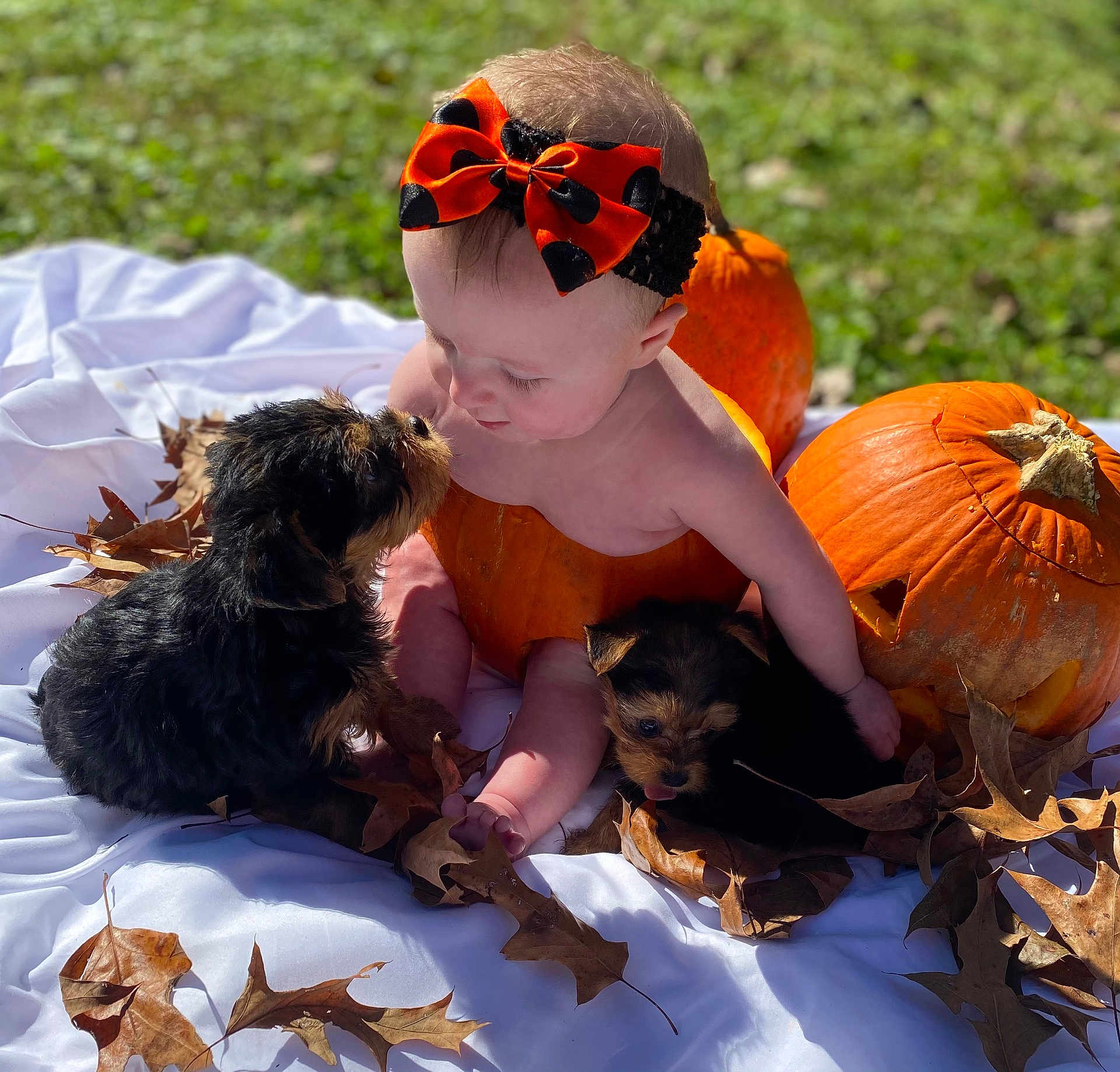 Joely joined the competition — help win amazing prizes! baby, puppy, pumpkin, autumn, fall, leaves, bow, blanket, outdoor, cute, child, pet, grass, nature, playful, smiling, animal, seasonal, holiday, portrait