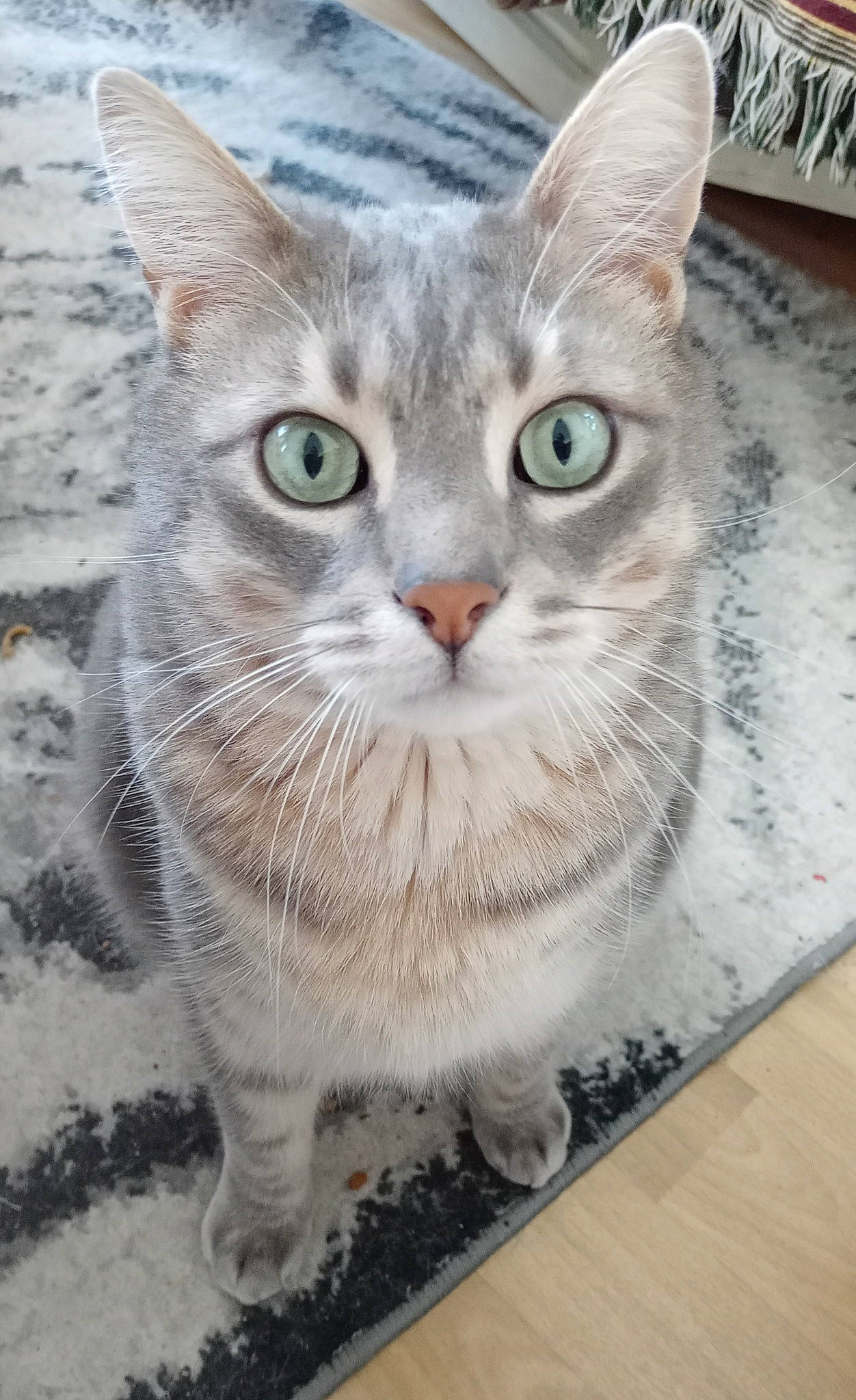 Merzhin participe au concours pour gagner de l'argent avec cette photo : art, carnivore, cat, collar, domestic_short_haired_cat, door, felidae, flooring, fur, hardwood, pattern, paw, rectangle, small_to_medium_sized_cats, snout, tail, terrestrial_animal, whiskers, window, wood