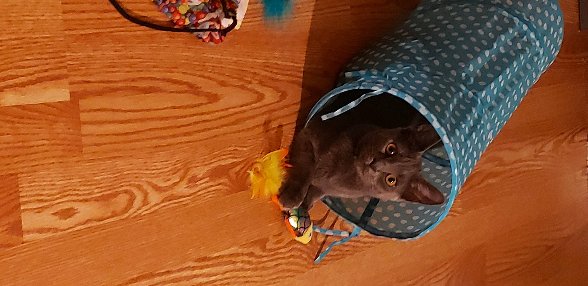 Jazmine is registered to the contest to win money with this photo: aeolian_landform, carnivore, cat, cat_toy, domestic_short_haired_cat, erg, felidae, flooring, fur, hardwood, landscape, muroidea, russian_blue, singing_sand, small_to_medium_sized_cats, snout, tail, whiskers, wildlife, wood