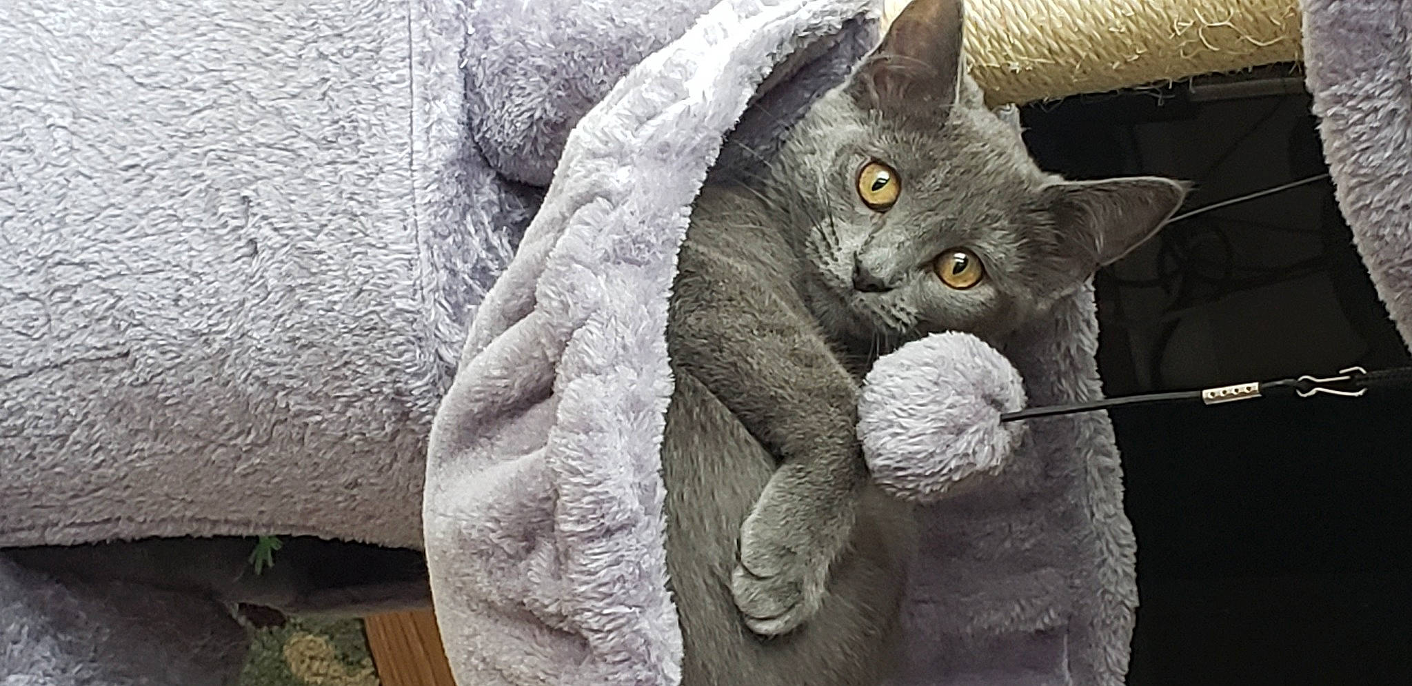 Jazmine is registered to the contest to win money with this photo: art, black_cat, carnivore, cat, claw, comfort, domestic_short_haired_cat, eye, felidae, fur, grey, monochrome_photography, paw, plant, russian_blue, small_to_medium_sized_cats, snout, tail, tree, whiskers