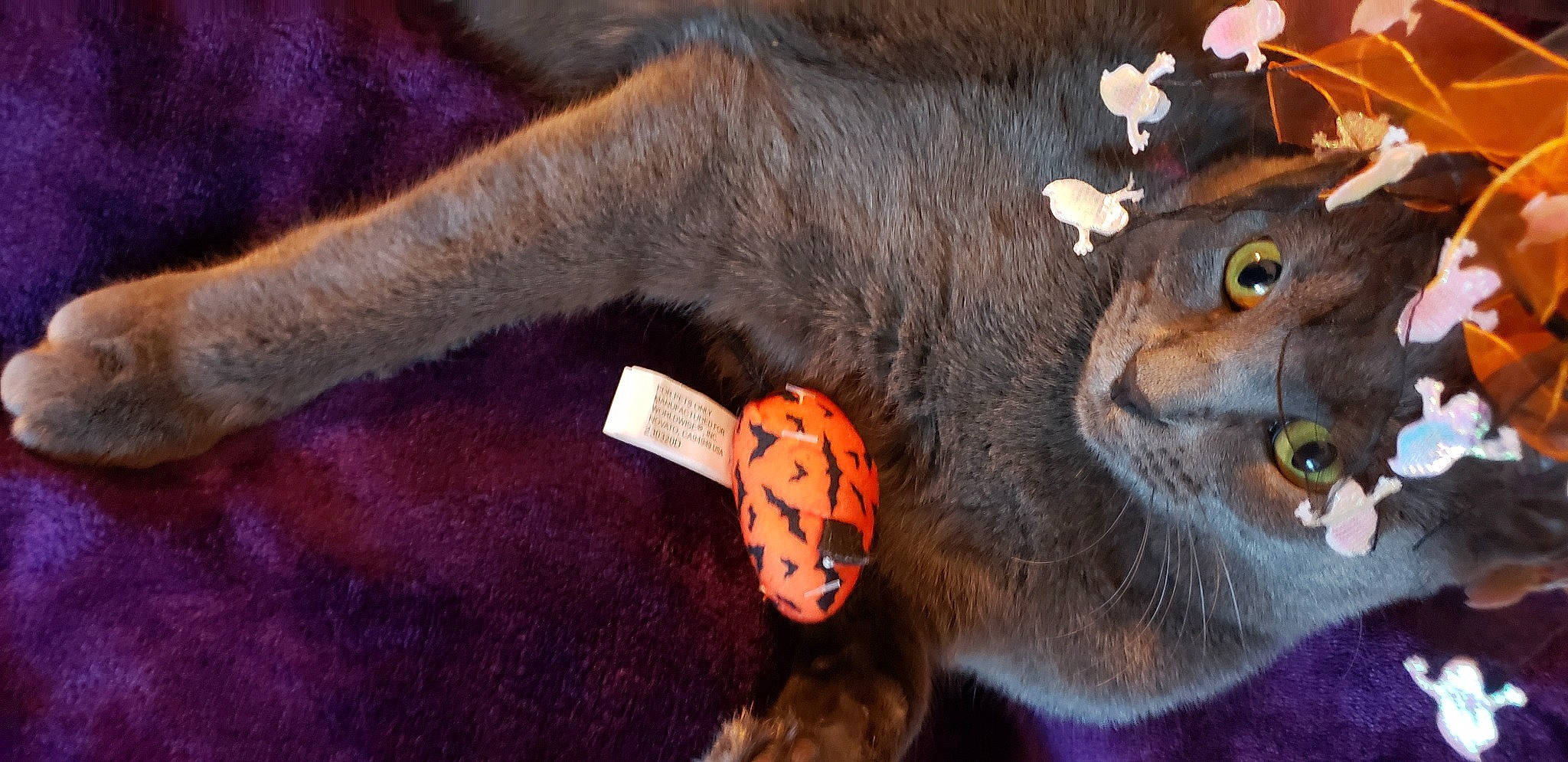 Jazmine is registered to the contest to win money with this photo: black_cat, canidae, carnivore, cat, domestic_short_haired_cat, ear, fashion_accessory, fawn, felidae, fur, plant, small_to_medium_sized_cats, snout, stuffed_toy, tail, terrestrial_animal, toy, whiskers, wildlife, working_animal