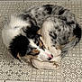 Vasko a rejoint le concours — aidez-le/la à gagner de superbes lots ! puppy, dog, sleeping, curled_up, fur, black, white, brown, tile_floor, patterned_floor, indoor, pet, cute, resting, young_dog, animal, companion, canine, adorable, peaceful