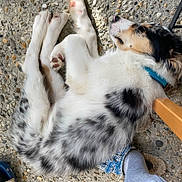 Vasko participe au concours pour gagner de l'argent avec cette photo : dog, puppy, sleeping, blue_collar, fur, white_fur, black_spots, stone_floor, foot, sock, slipper, patterned_slipper, relaxing, pet, animal, domestic_animal, paw, cute, resting, indoor