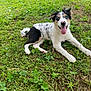 Vasko a rejoint le concours — aidez-le/la à gagner de superbes lots ! dog, puppy, grass, outdoor, tongue_out, blue_eyes, black_and_white, happy, panting, pet, animal, nature, fence, canine, playful, lying_down, fur, ears, snout, young