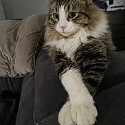 Mimouche participe au concours pour gagner de l'argent avec cette photo : cat, tabby, fluffy, white_paws, couch, indoor, pet, feline, relaxed, pillow, fur, animal, domestic, mammal, resting, household, comfortable, side_view, close_up, soft_lighting