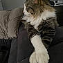 cat, tabby, fluffy, paws, crossed_paws, couch, indoor, relaxed, feline, pet, animal, fur, whiskers, side_view, domestic_cat, home, cozy, resting, looking_away, soft_lighting