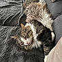 cat, tabby_cat, fluffy_fur, white_patches, indoor, blanket, couch, relaxed, sleepy, pet, feline, fur, whiskers, paw, resting, cozy, soft_texture, home, animal, domestic
