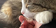 Mimouche a rejoint le concours — aidez-le/la à gagner de superbes lots ! cat, tabby_cat, sleeping, hand, human_hand, close_up, pet, feline, paw, indoor, cozy, resting, couch, fur, whiskers, nail_polish, comfort, domestic_animal, relaxation, friendship