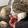 cat, tabby_cat, sleeping, hand, human_hand, close_up, pet, feline, paw, indoor, cozy, resting, couch, fur, whiskers, nail_polish, comfort, domestic_animal, relaxation, friendship