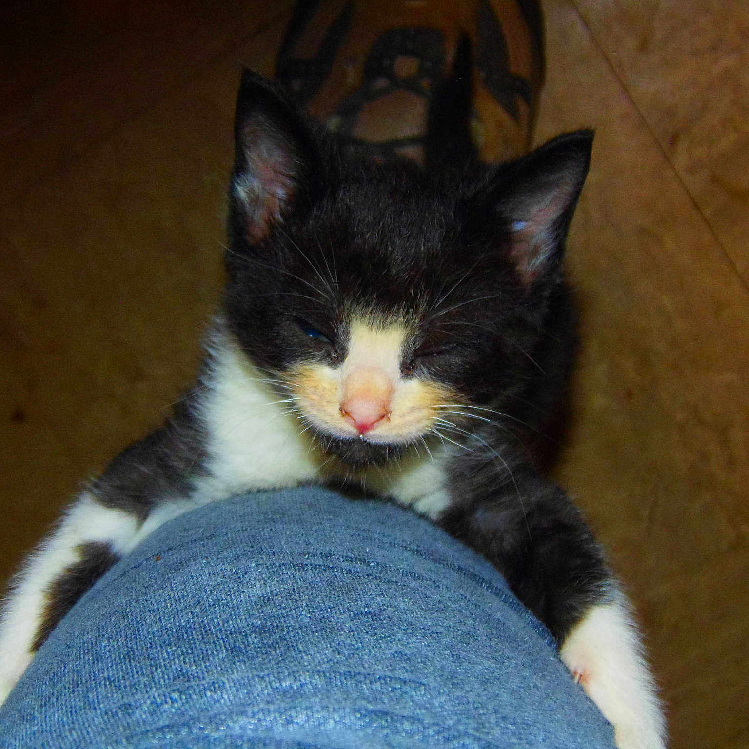 Dopey joined the competition — help win amazing prizes!