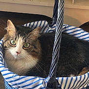 Puppy is registered to the contest to win money with this photo: adorable, animal, basket, blue_and_white, cat, close_up, fluffy_cat, green_eyes, home, indoor, pet, pink_nose, portrait, resting, shelf, sitting, striped_fabric, tabby, whiskers, white_chest